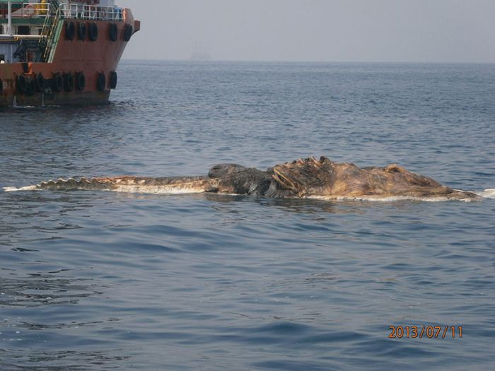 مجموعة من البحرية الايرانية تعثر على مخلوق غريب فى مياة الخليج 13752511