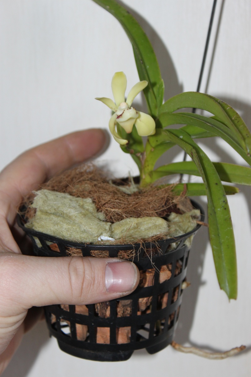 Vanda pumila Img_3413