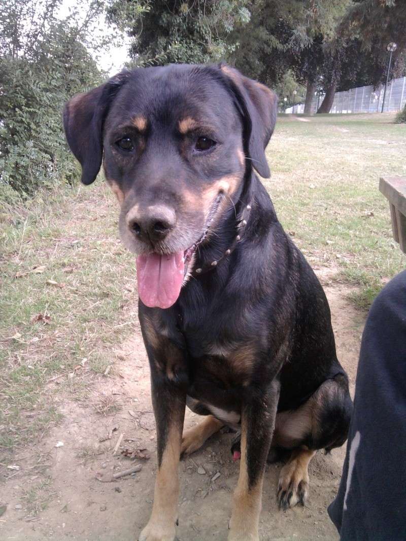 A votre avis, mon chien est croisé Beauceron ou Rottweiler ? Photo011