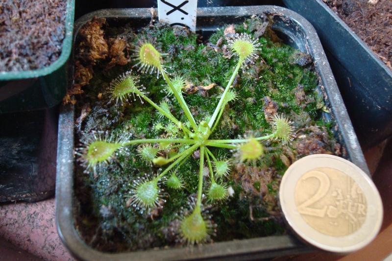 Drosera "X Beleziana Giant" D_bele10