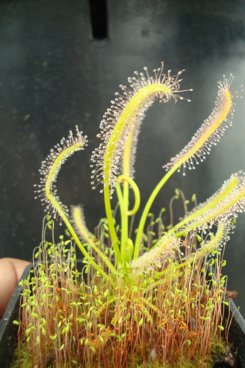 Drosera "Albino"/"Capensis var Alba" D_cape13