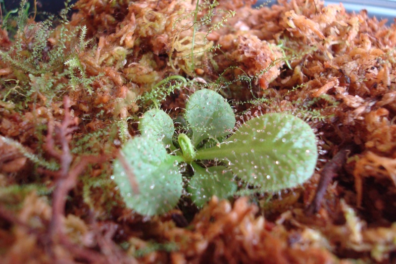 Drosera "Schizandra" D_schi11