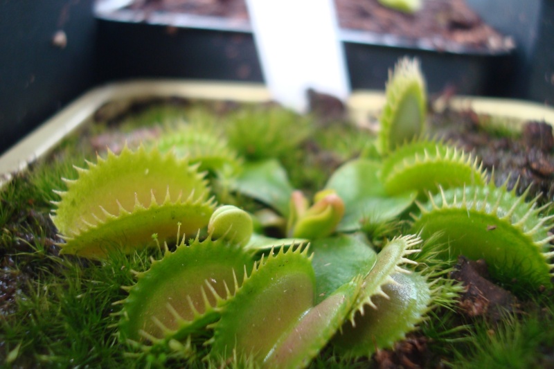 Dionaea "Dracula" Dio_dr10