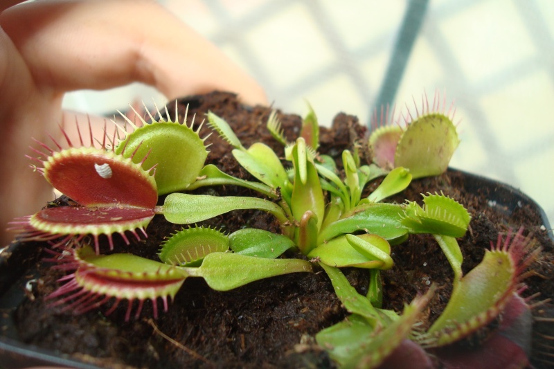 Dionaea "Type" Dionae10