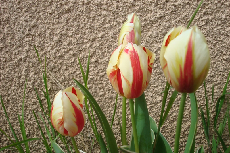 Fleurs de saison (Avril) Dsc05016