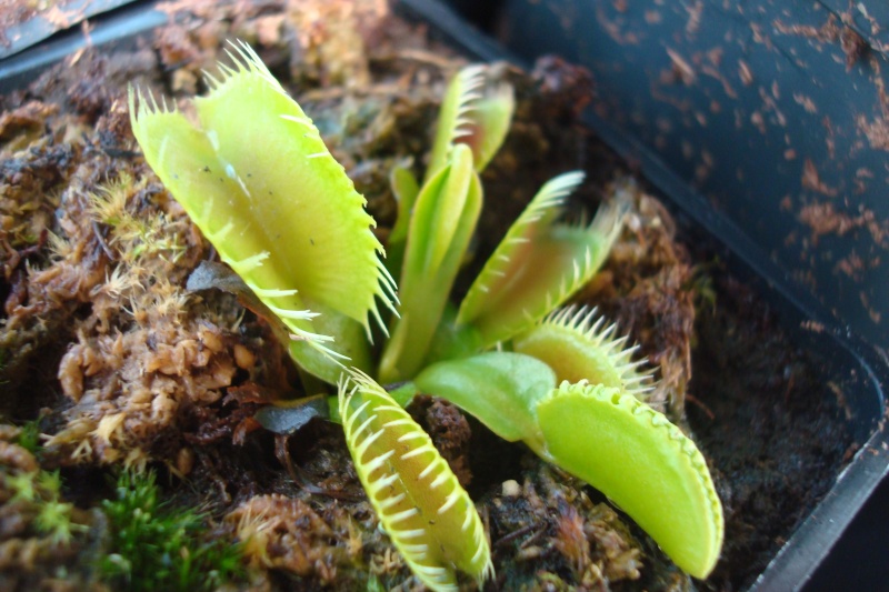 Dionaea "Louchapâtes" Dsc05020