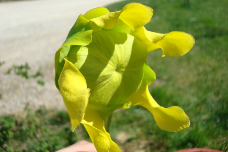 Sarracenia "Flava" Dsc05033
