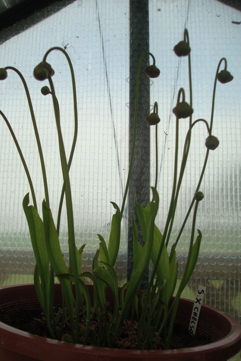 Sarracenia "X chelsonii" S_x_ch13