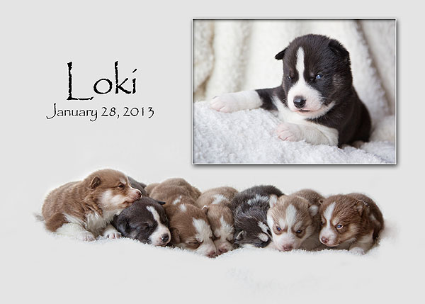 Added to the pack, well almost! New pic from breeder of Loki! 3/4/13 Loki_a10