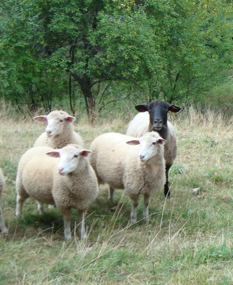 Le mouton de montagne  Dsc02611