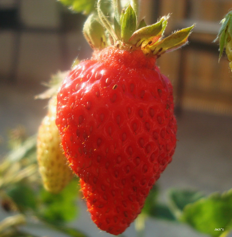 La fraise  Fraise10