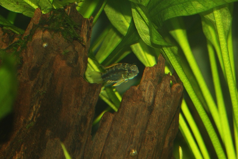 350l et apistogramma bitaeniata sauvage - Page 2 01310