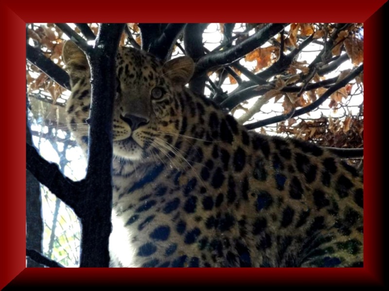 Amur Leopard - Page 20 211