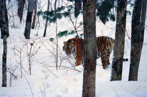 Amur Tiger - Page 5 215