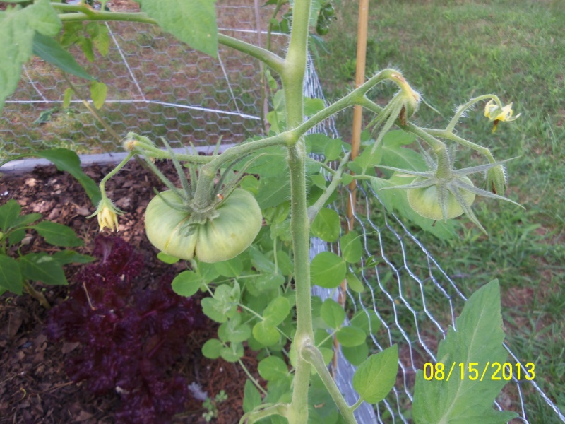 Tomatoes Not Suitable for SFG 100_9210