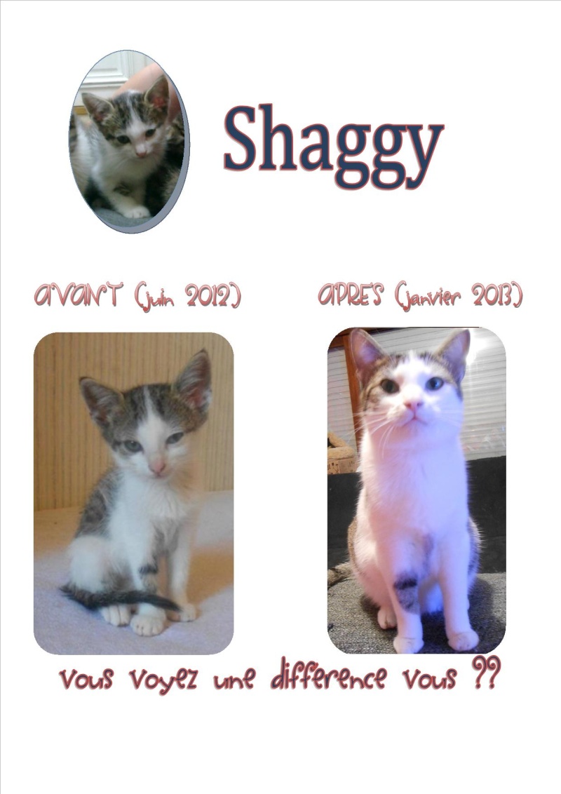 Shaggy, chaton mâle tabby gris et blanc, né fin mai 2012 - Page 2 Compos10