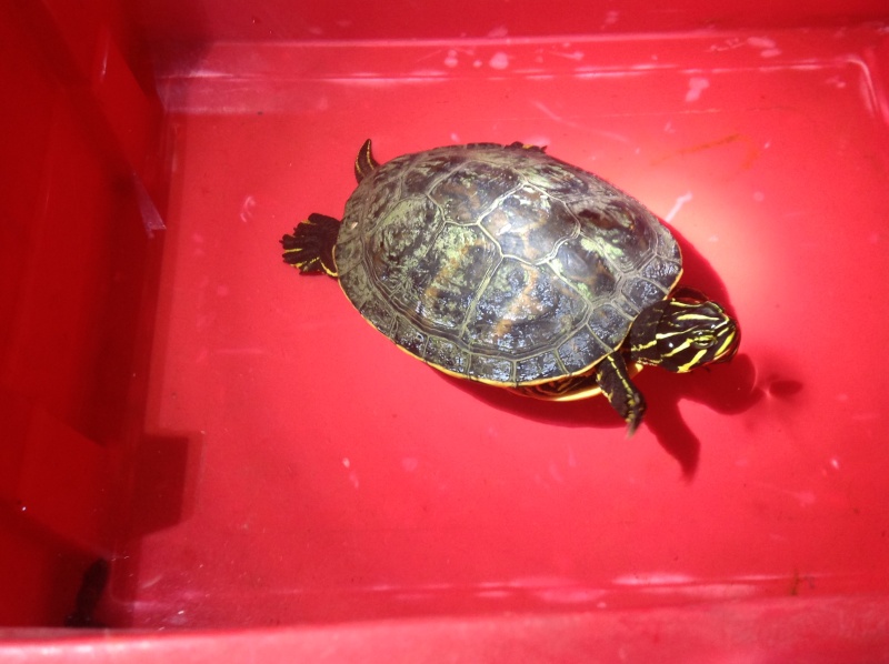 Besoin d'avis pour identifier ces 3 bb tortues aquatiques 12010