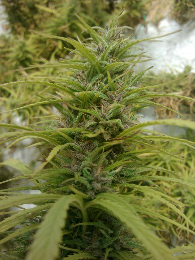 Malawi & family + purple haze x chitral ace seeds Fotos_23