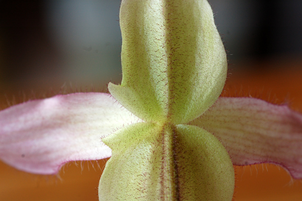orchidées : nos floraisons au fil des saisons 2010-2013-2014  - Page 11 117