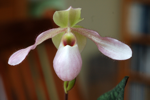 orchidées : nos floraisons au fil des saisons 2010-2013-2014  - Page 11 218