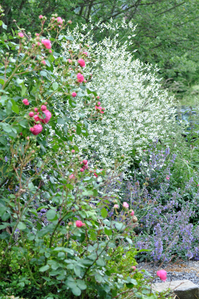 Crambe cordifolia [devinette]  2410