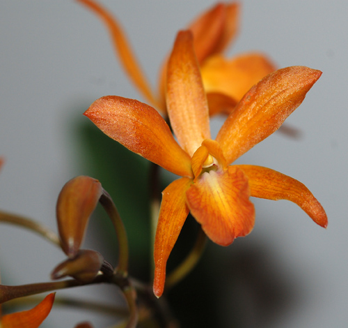 orchidées : nos floraisons au fil des saisons 2010-2013-2014  - Page 11 Catt111