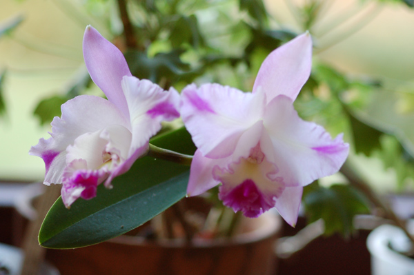 orchidées : nos floraisons au fil des saisons 2010-2013-2014  - Page 11 Catt13
