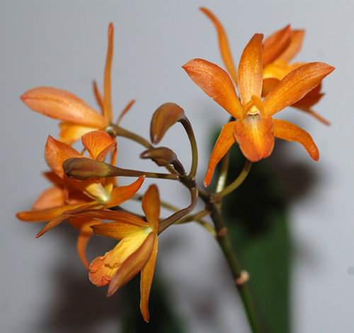 orchidées : nos floraisons au fil des saisons 2010-2013-2014  - Page 11 Catt14
