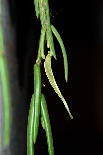 Hoya linearis - graine [devinette] Gousse10