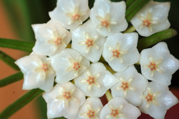 Hoya linearis Hoya-l11