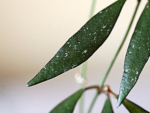 Hoya parviflora Ob_5da10