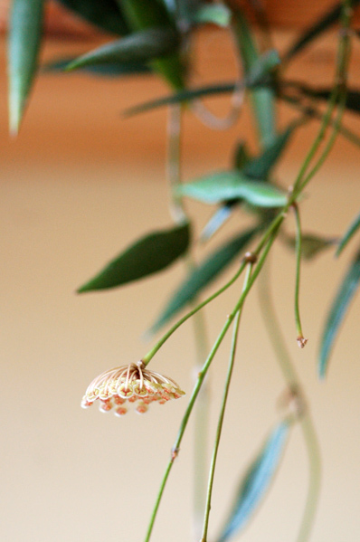 Hoya parviflora Ob_9f410