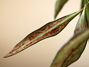 Hoya parviflora Ob_c9b10