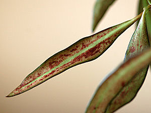 Hoya parviflora Ob_c9b11