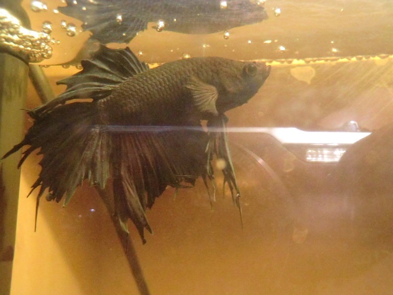 betta donné - Page 2 Cimg5410