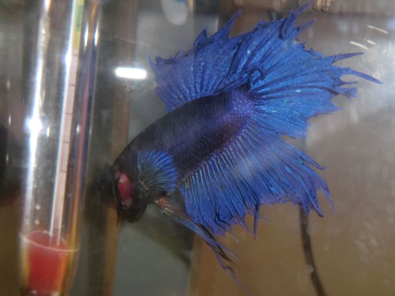 betta donné - Page 2 Cimg5522