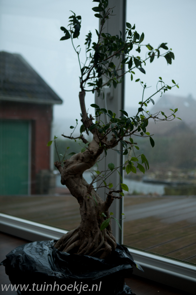 Ficus retusa (?) for bonsai? 00_fic11