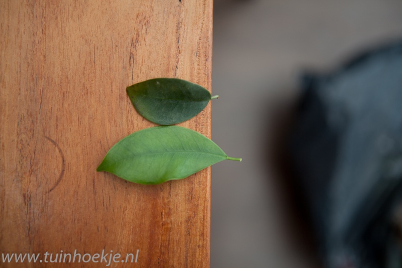 Ficus retusa (?) for bonsai? 00_fic12