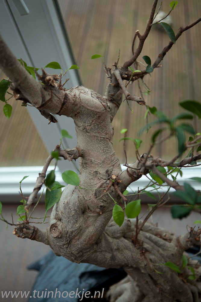 Ficus retusa (?) for bonsai? 00_fic13