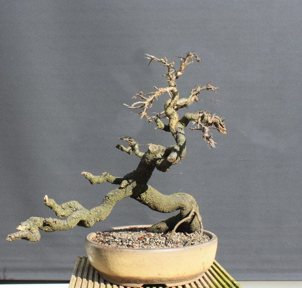 Prunus Spinosa - Arkadius Plum10
