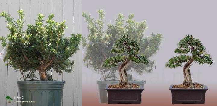 5 year progression of a Yew from Home Depot Yewpre10