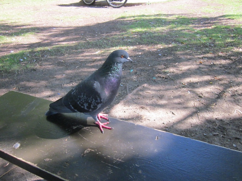 Pigeon Biset Photo_34