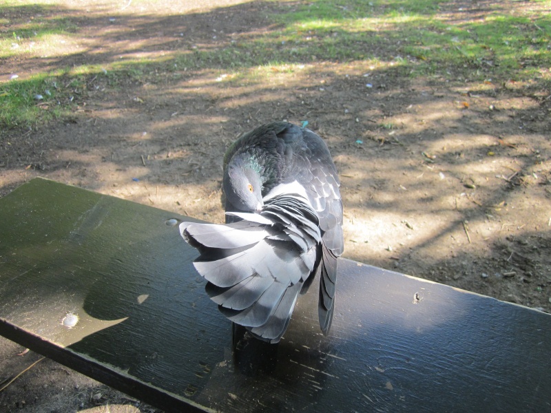 Pigeon Biset Photo_35