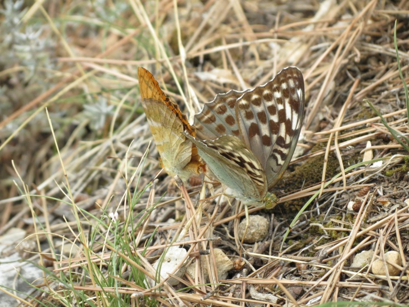 Des papillons Img_8621