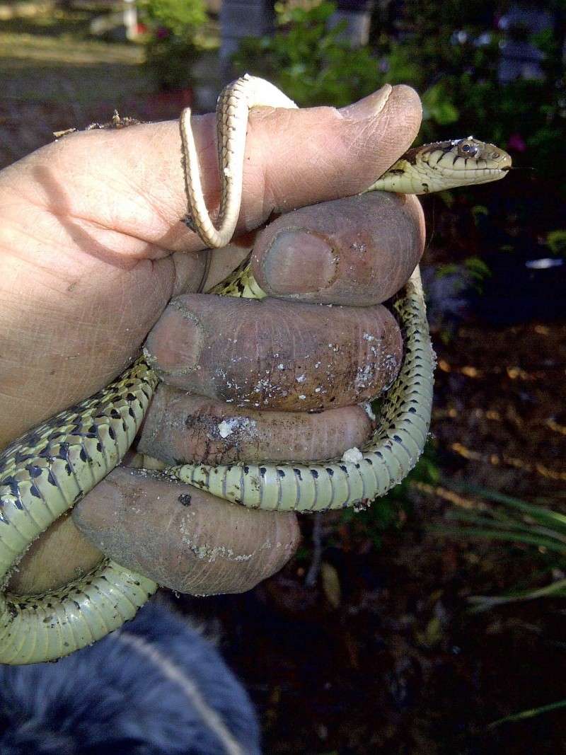 Not Really a Pest... Snake10