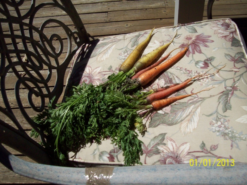 Garlic - Carrot Week 2013 - Page 13 100_0224
