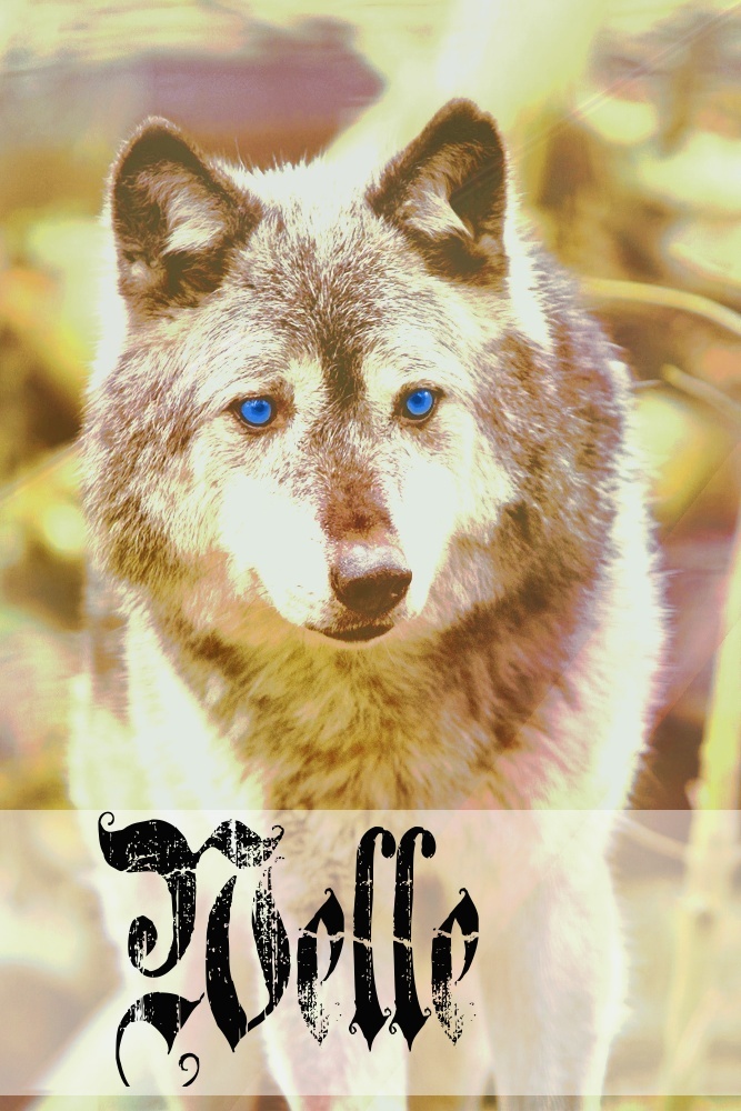 Obis Wolf Avas Wellen10