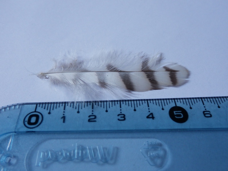 Quelques plumes à identifier P8211610