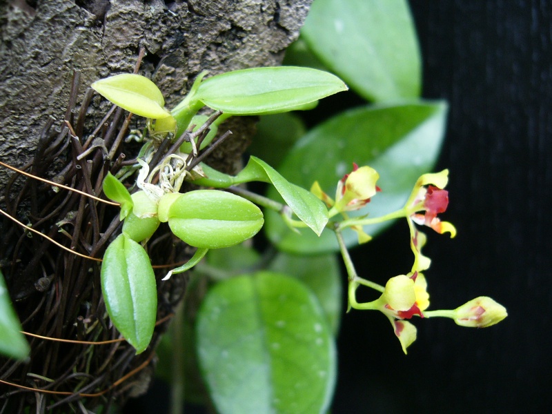 Oncidium only Onc_co12