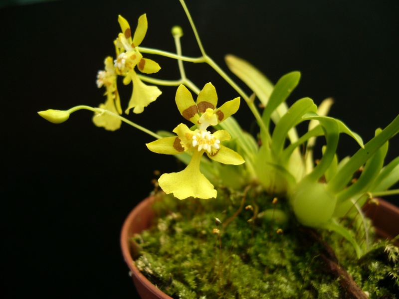 Oncidium only Onc_co14